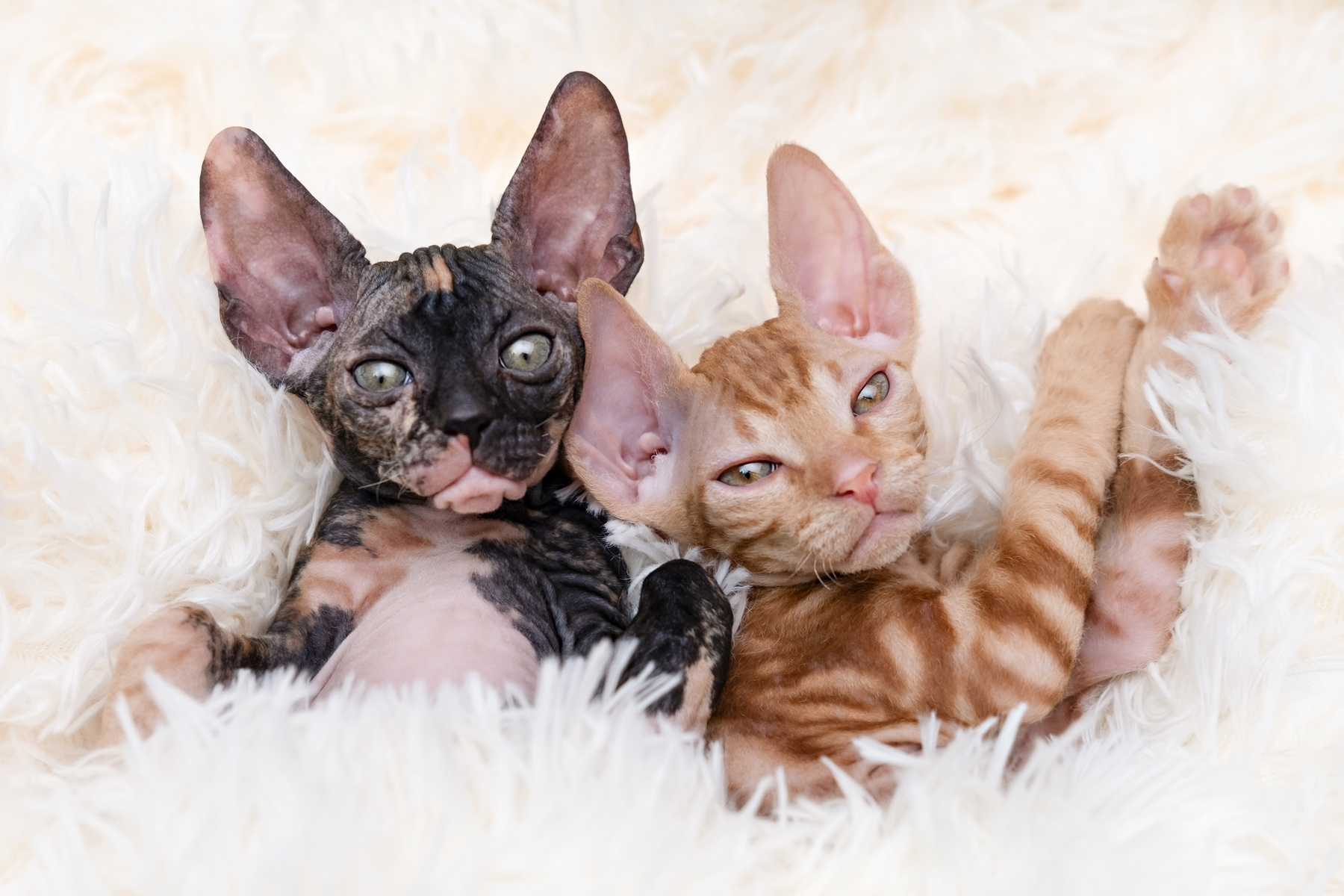 two cute Sphynx kittens on a light background